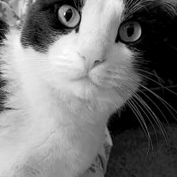 Rosie_Dreams