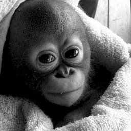Monke